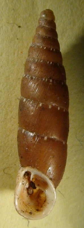 Variazione intraspecifica in Siciliaria gibbula